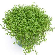 Parietaria, Madre de mil (Soleirolia soleirolii=Helxine soleirolii)