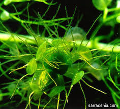 Aldrovanda, Rueda de agua
