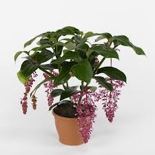 Medinilla (Medinilla magnifica)