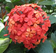 Ixora (Ixora coccinea)