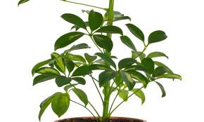 Cheflera (Schefflera actinophylla)