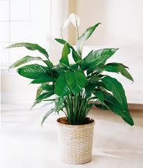 Espatifilo (Spathiphyllum wallissi)