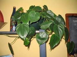 Filodendro trepador (Philodendron scandens)
