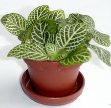 Fitonia (Fittonia verschaffeltii)