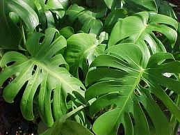 Costilla de Adán, Monstera (Monstera deliciosa)