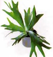 Cuerno de alce (Platycerium bifurcatum)