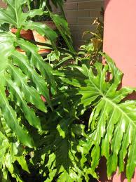 Filodendro paraguayo (Philodendron bipinnatifidum)
