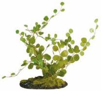 Helecho botón (Pellaea rotundifolia)