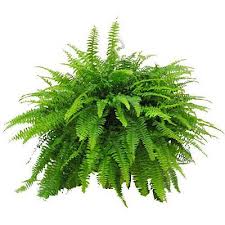 Helecho espada (Nephrolepis exaltata)