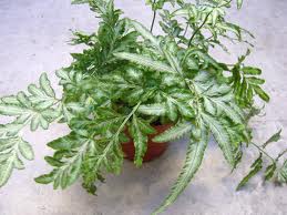 Helecho temblón, Helecho orlado (Pteris cretica)