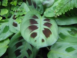 Maranta (Maranta leuconeura)