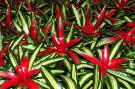 Neoregelia carolinae