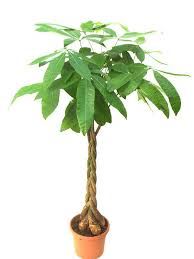 Pachira (Pachira aquatica)