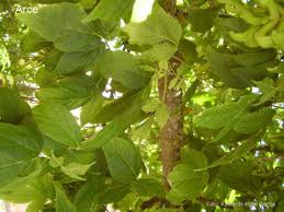 ARCE de HOJAS de FRESNO