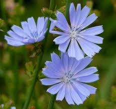 Cichorium Intybus L.. Achicoria