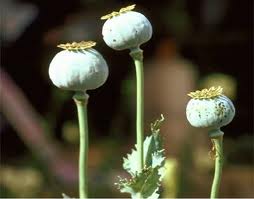 Amapola (Papaver Rhoeas L.)
