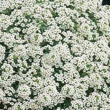 Allyssum