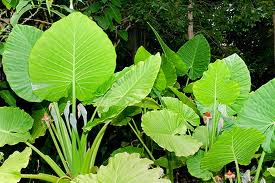 Alocasia