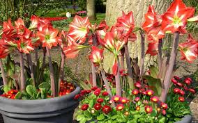 Amarilis (Hippeastrum hybridum)