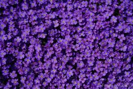 Aubretia