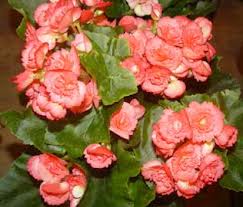 Begonia (Begonia sempreflorens)