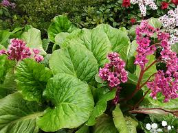 Bergenia