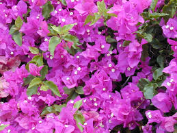 Bouganvillea
