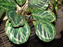 Calathea