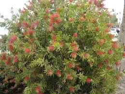 Callistemon (Limpia tubos)