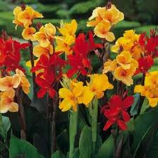 Canna indica