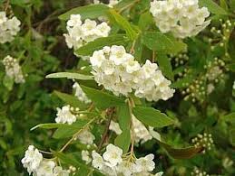 Celindo (Philadelphus)