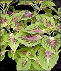 Coleo (Coleus)