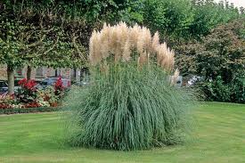 Cortaderia (gynerium) o Cola de zorro