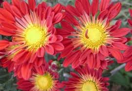 Crisantemo híbrido (Chrysantemum hybridum)