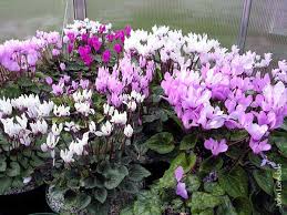 Cyclamen Persicum