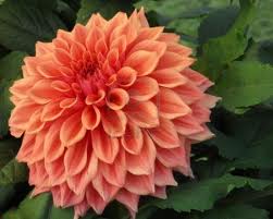 Dahlia ( Dalia )