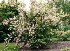 Deutzia