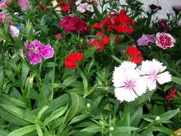Dianthus barbatus