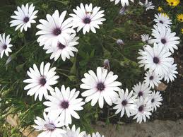 Dimorphoteca