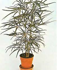 Dizygotheca (Dizygotheca elegantissima)