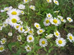 Erigeron (Hierba de burro)