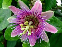 Flor de Pasión (Passiflora cincinnata)