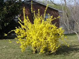 Forsythia intermedia