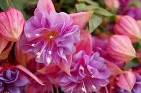 Fucsia (Fuchsia)