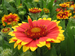 Gallarda (Gaillardia hibrida)