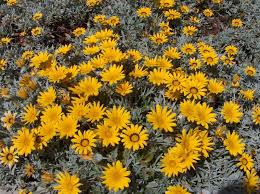 Gazania (splendens)