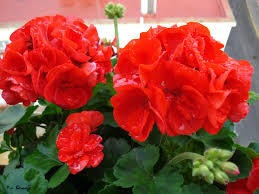 Geranio (Pelargonium)