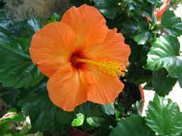 Hibisco (Hibiscus)