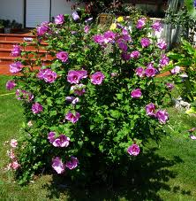 Altea (Hibiscus siriacus)