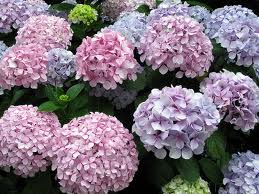 Hortensia (Hydrangea)
